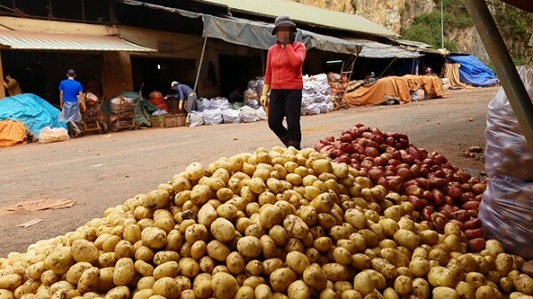 Khoai-tay-Trung-Quoc-phu-phep-thanh-nong-san-Da-Lat