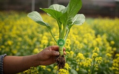 Làm hồ sơ điện tử sau khi sản xuất rau an toàn