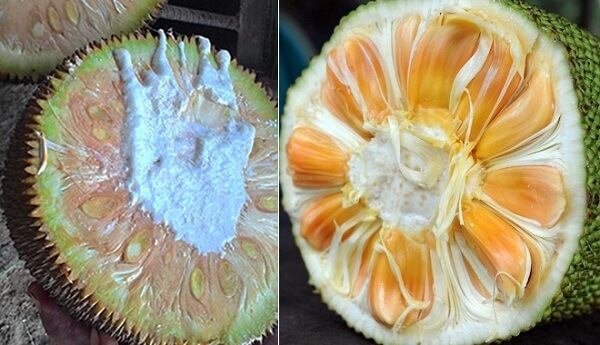 Mit-sau-khi-duoc-ngam-hoa-chat-tro-nen-vang-uom-dep-mat