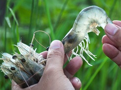 Loi thoat cho nganh nuoi trong tom