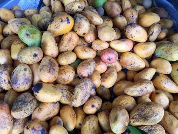 Nhung-trai-xoai-da-ngam-qua-hoa-chat-chac-chan-gay-nguy-hai-cho-nguoi-su-dung