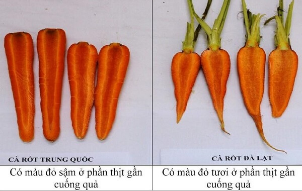 Phan-biet-ca-rot-Trung-Quoc-va-Da-Lat-dua-vao-cuong