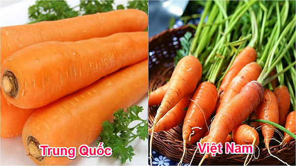 Phan-biet-ca-rot-Trung-Quoc-va-ca-rot-Viet-Nam