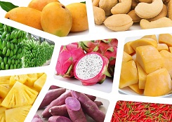 Nông sản Việt có tính cạnh tranh thấp chỉ vì không được dán tem truy xuất nguồn gốc rõ ràng 