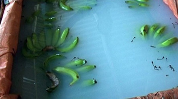 chuoi-xanh-duoc-tam-trong-dung-dich-thuoc-truoc-khi-ban