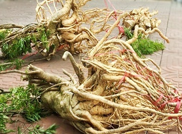 Mua đinh lăng chất lượng có khó không?