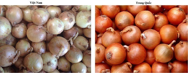 Nhận biết hành tây Trung Quốc