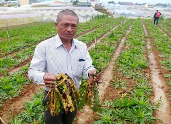 nguoi-nong-dan-xot-xa-khi-phan-bon-gia-giet-chet-hang-loat-cay-trong