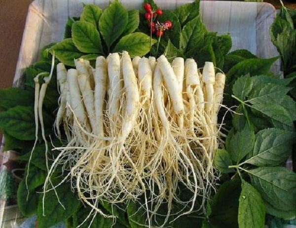 Vo-ngaoi-nhan-nhui-mau-trang-la-dac-diem-de-nhan-cua-nhan-sam-Trung-Quoc