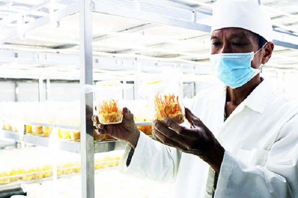 Thị trường Đông Trùng Hạ Thảo cần phải được minh bạch thông tin hơn nữa Thị trường Đông Trùng Hạ Thảo cần phải được minh bạch thông tin hơn nữa