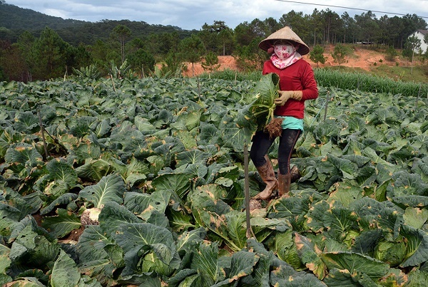 Tình hình nông sản Đà Lạt và nỗi lo của người dân Tình hình nông sản Đà Lạt và nỗi lo của người dân